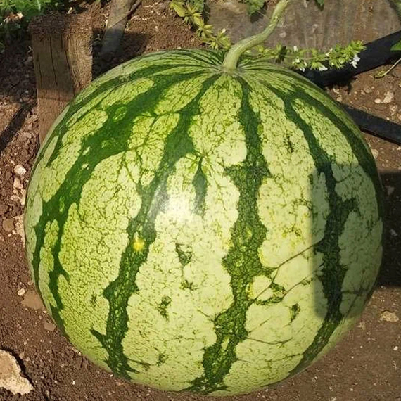 Кидман F1 семена арбуза (Rijk Zwaan / ALEXAGRO) культура – фото 3