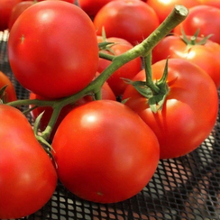 Фантастина F1 семена томата индетерминантного (Syngenta / Сингента)