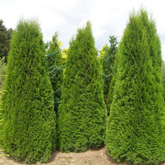 туя смарагд <span>от 490 ₽</span>