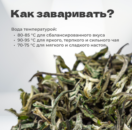 Чай зеленый Сюэ Я "Снежная Почка", весна 2024 г, 20 гр в банке