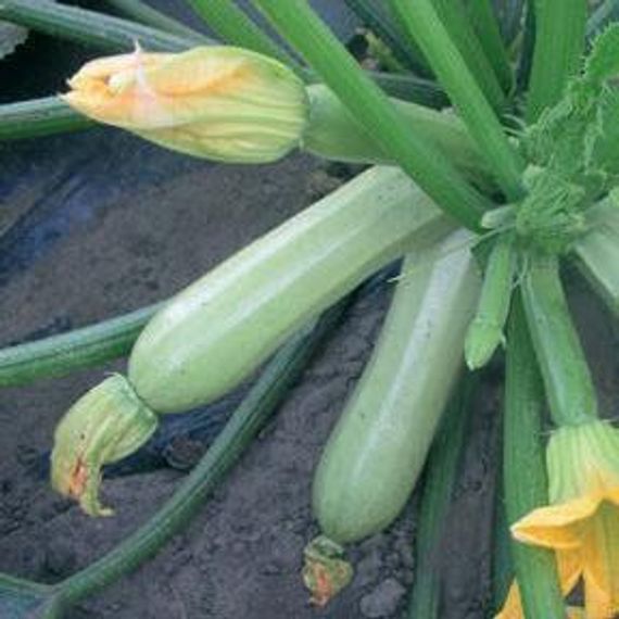 КАВИЛИ F1 семена кабачка Nunhems цена