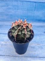 Gymnocalycium Variegata (Гимнокалициум Вариегатный)