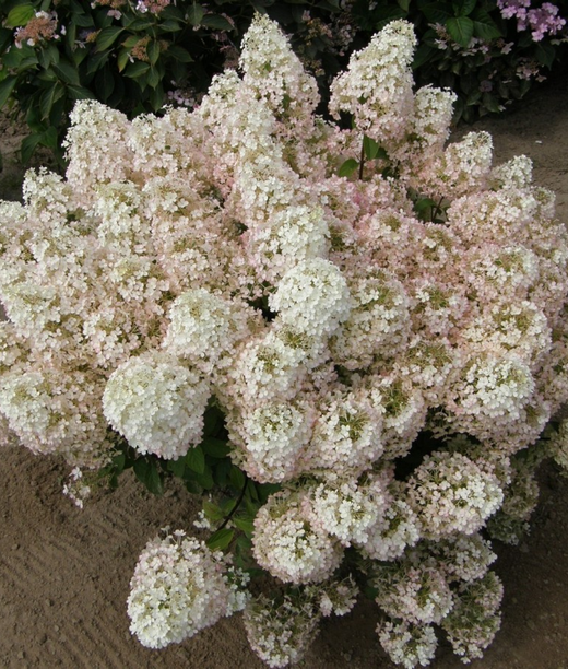 Гортензия метельчатая Бобо (3/6 веток) Закупка М59 апрель 2026