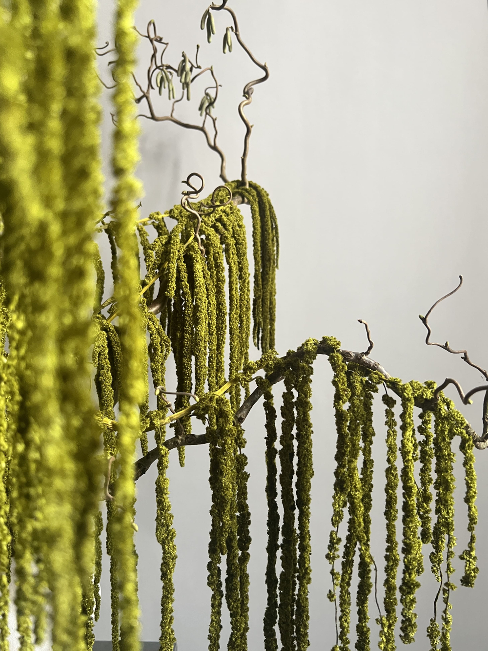 Амарант стабилизированный зеленый