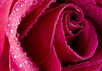 Фото на стекле "Бутон розы" Декор для дома, подарок