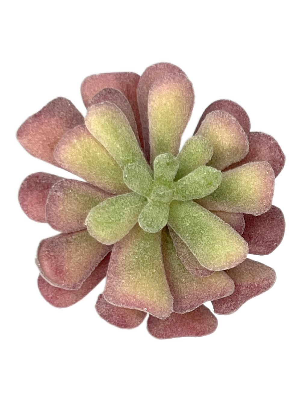 Суккулент 123 сизо-розовый