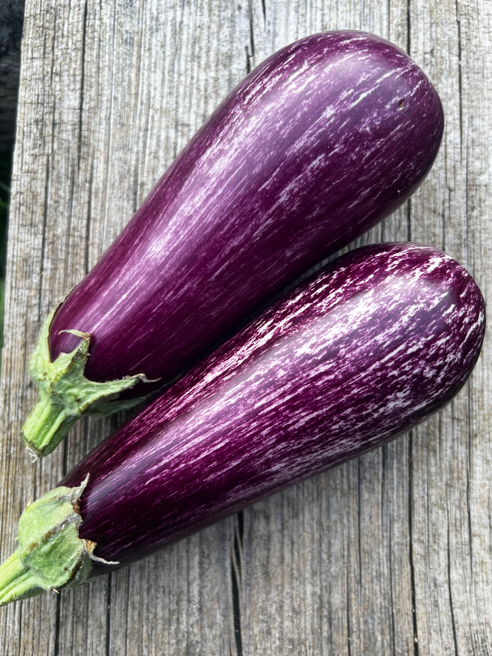 Баклажан Тсаконики 3,5 гр.