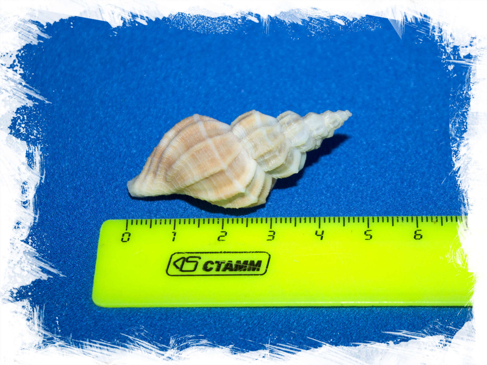 Ракушка Канцеллария лурата