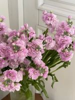 Маттиола кустовая в розовом оттенке