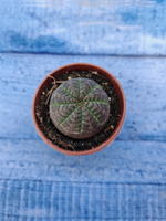 Euphorbia Obesa (Эуфорбия)