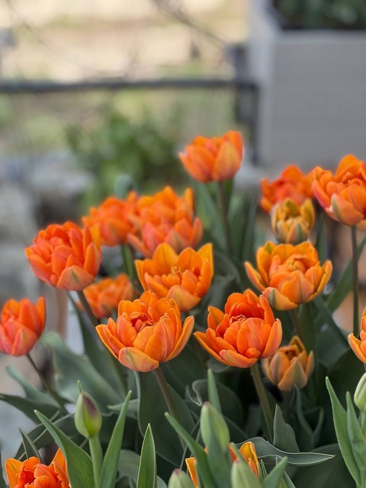 Тюльпан Orange Princess 5 шт М26 наличие