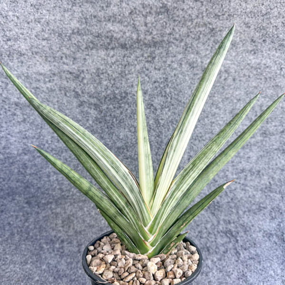 Сансевиерия MUTOMO WHITE VAR