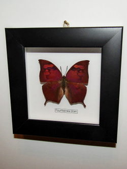 Бабочка Fountainea titan в рамке