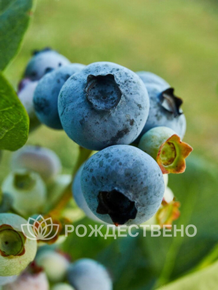 Голубика садовая Блюголд