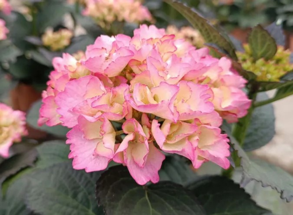 (05) Froufrou (Фруфру)