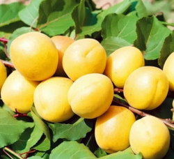 Абрикос Селекция Байкалова 3-3