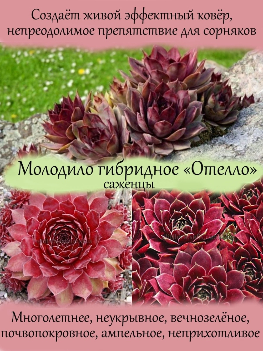 Молодило красное гибридное Отелло каменная роза многолетник