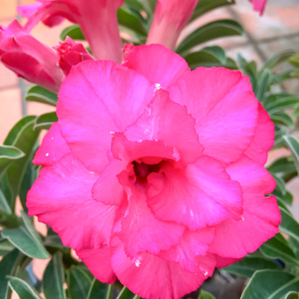 Адениум 172-FAN TRIPLE PINK