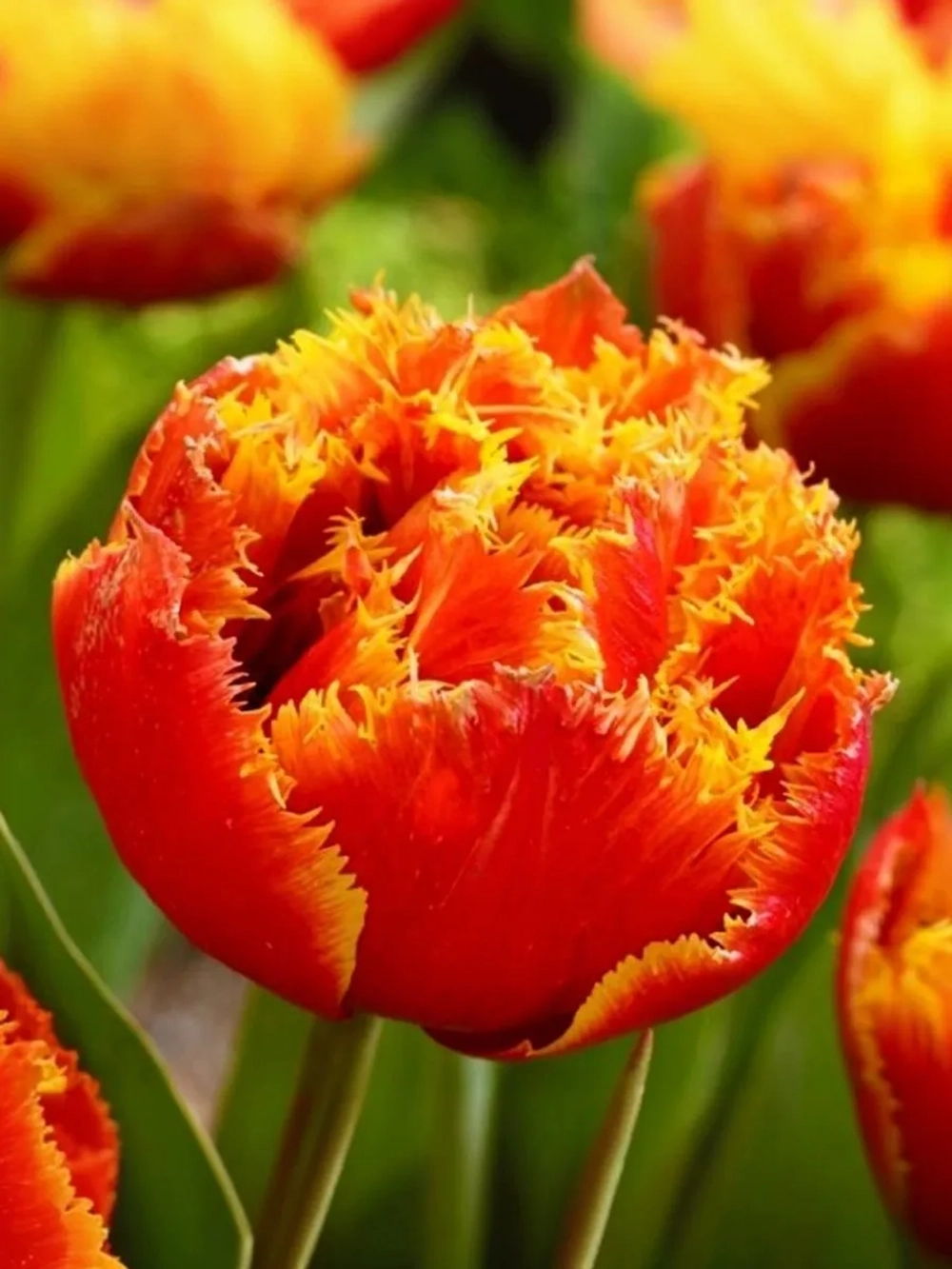 Тюльпан Махрово-бахромчатый Голд Даст