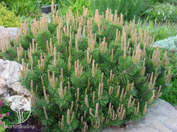 Сосна горная Хампи C5 20-30