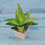 Sansevieria Tough Lady (Сансевиерия)