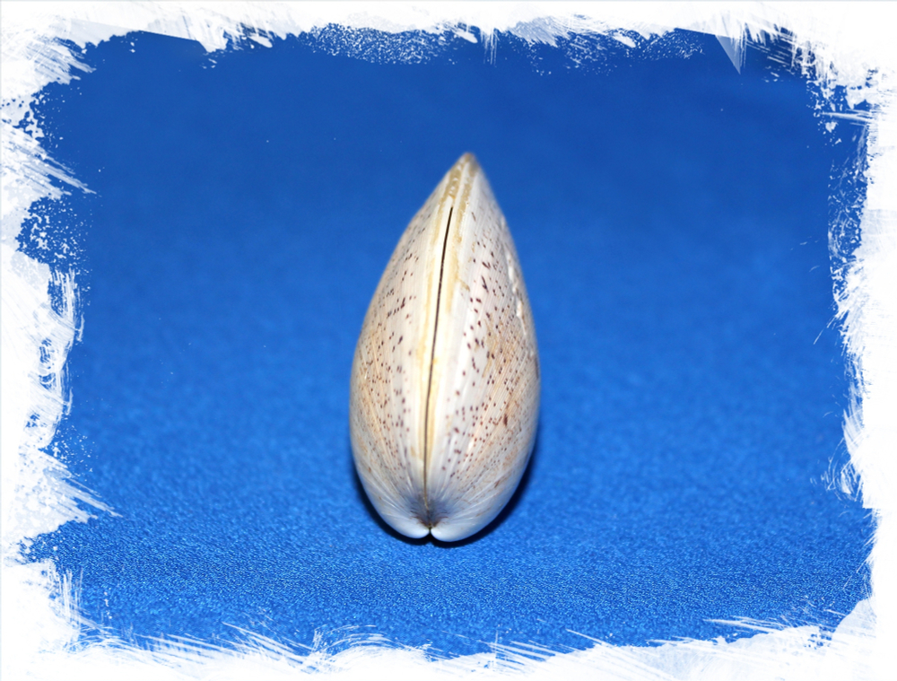 Тапес Литтератус