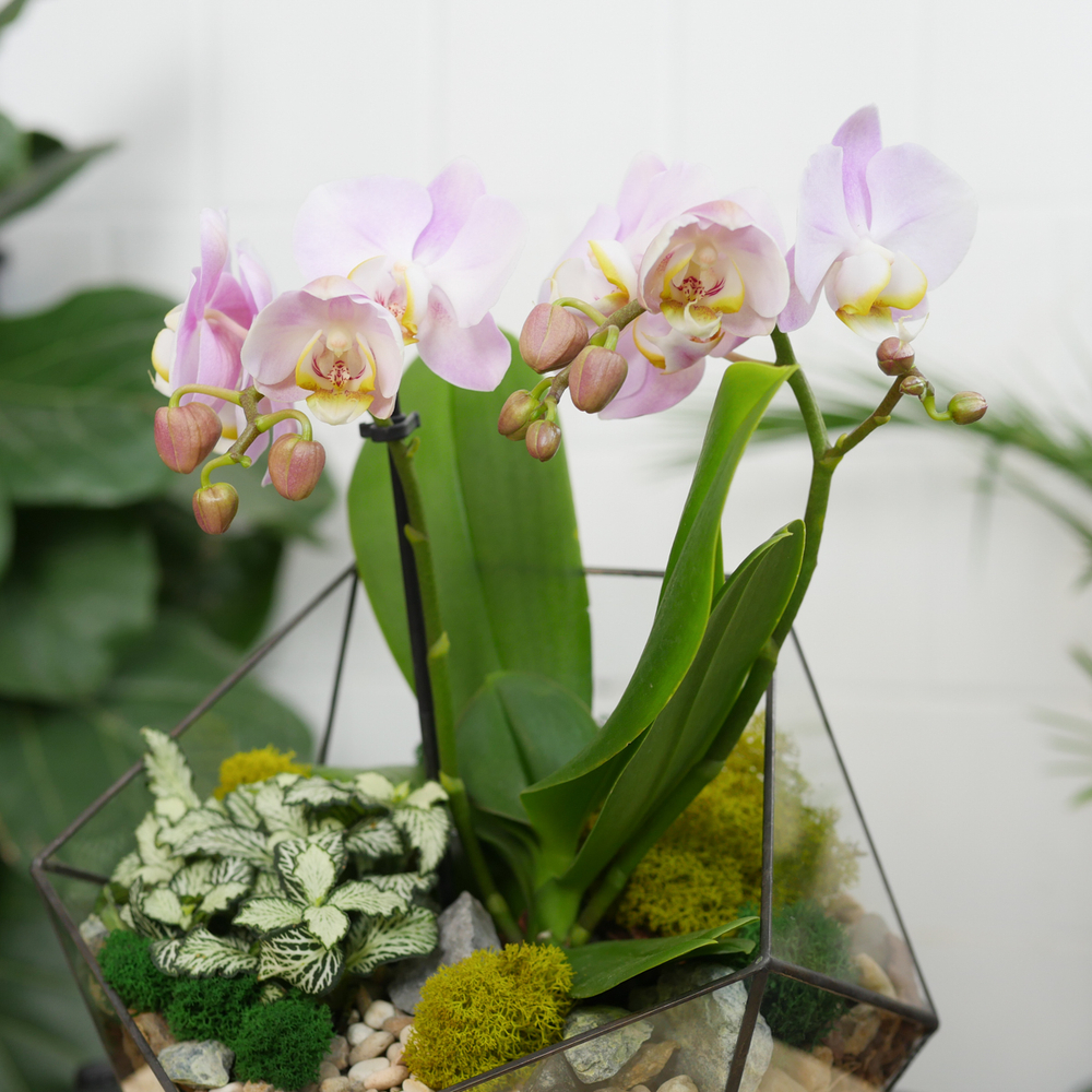 Готовый флорариум с сиреневой орхидеей Икос