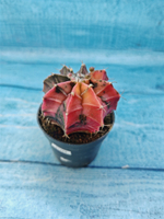 Gymnocalycium Variegata (Гимнокалициум Вариегатный)