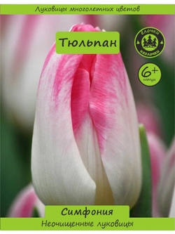 Тюльпан Луковица, Симфония, 6+ шт