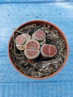 Lithops sp. (Литопсы)