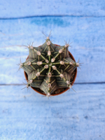 Gymnocalycium Friedrichii (Гимнокалициум)