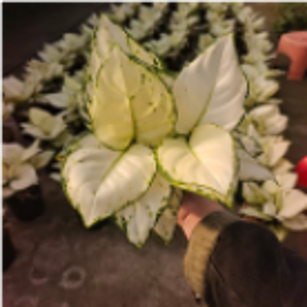 Аглаонема Super White д.15