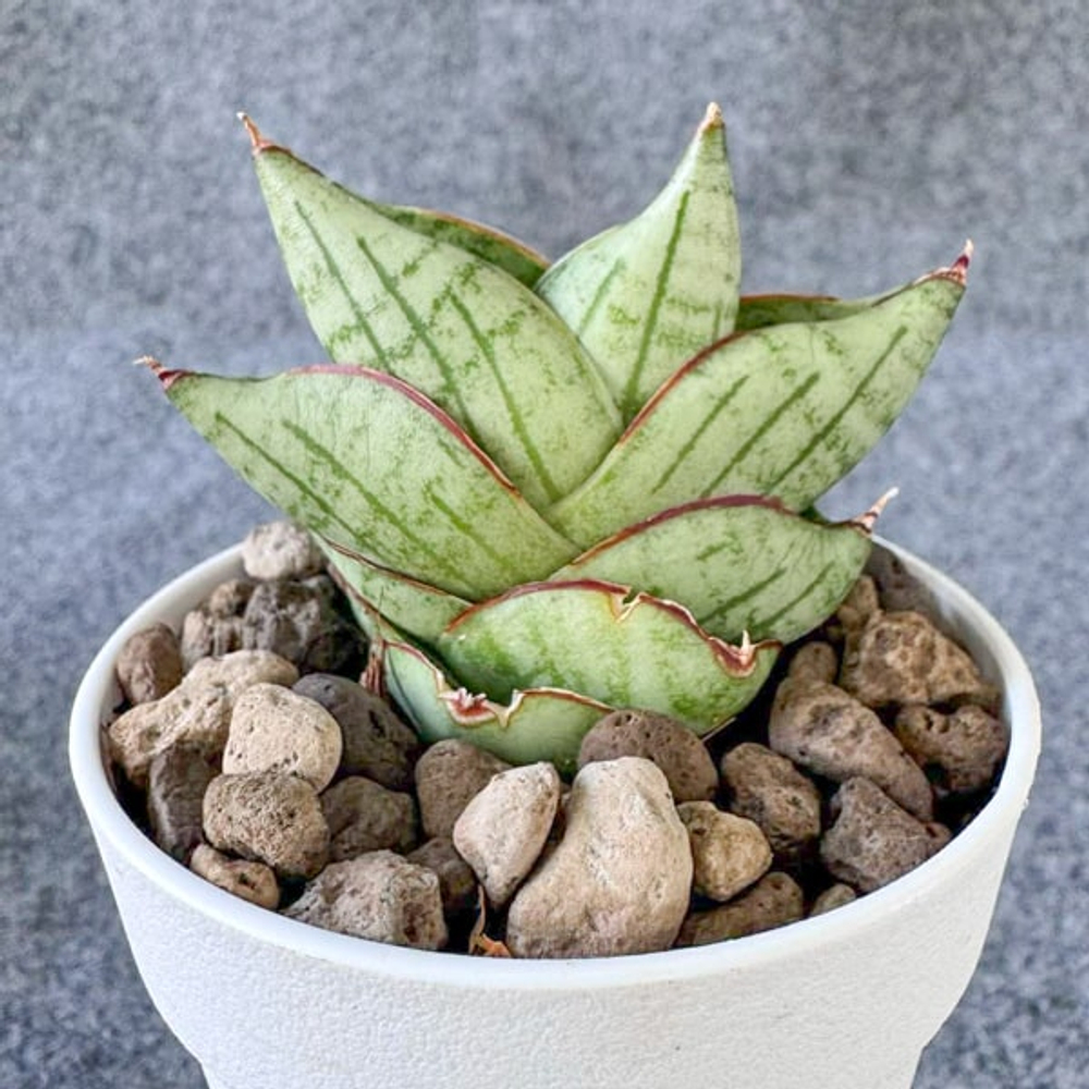 Сансевиерия NAMI