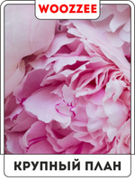 Набор постеров "Пионовый рай" 3шт.