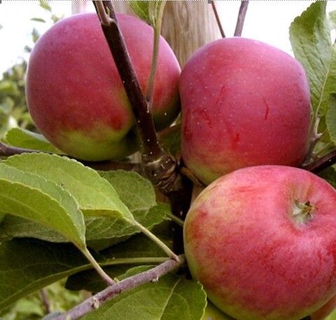 Яблоня Красное ранее