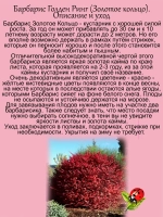 Барбарис Голден ринг Золотое кольцо