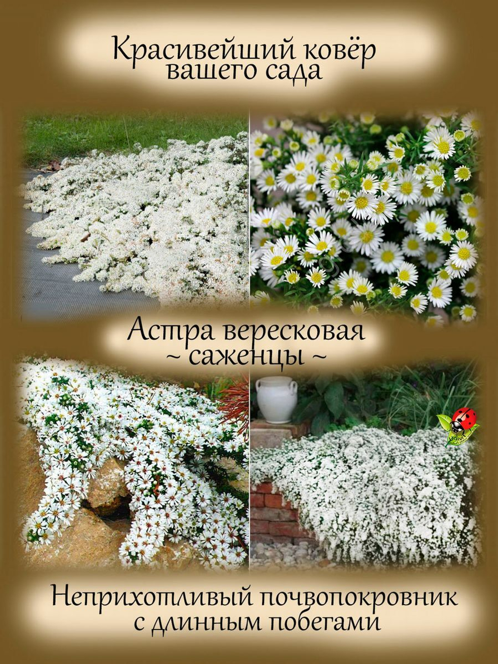 Астра Вересковая Снежная лавина многолетник