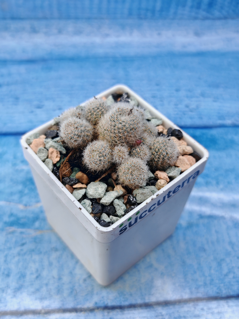 Rebutia Elyosa (Ребуция)