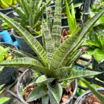 Сансевиерия CHAIYO