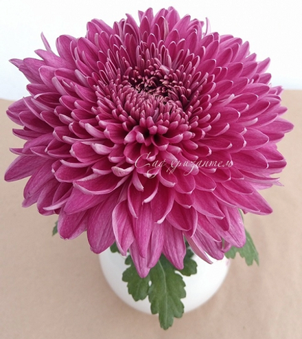 Хризантема одноголовая Loch Sevan /о.31/(нет в наличии)