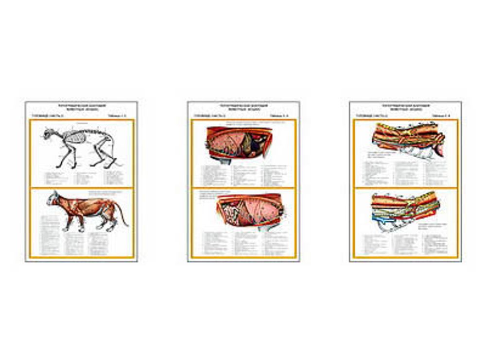 Плакаты ПРОФТЕХ &quot;Топограф. анатомия. Кошка. Туловище &quot; (3 пл, винил, 70х100)