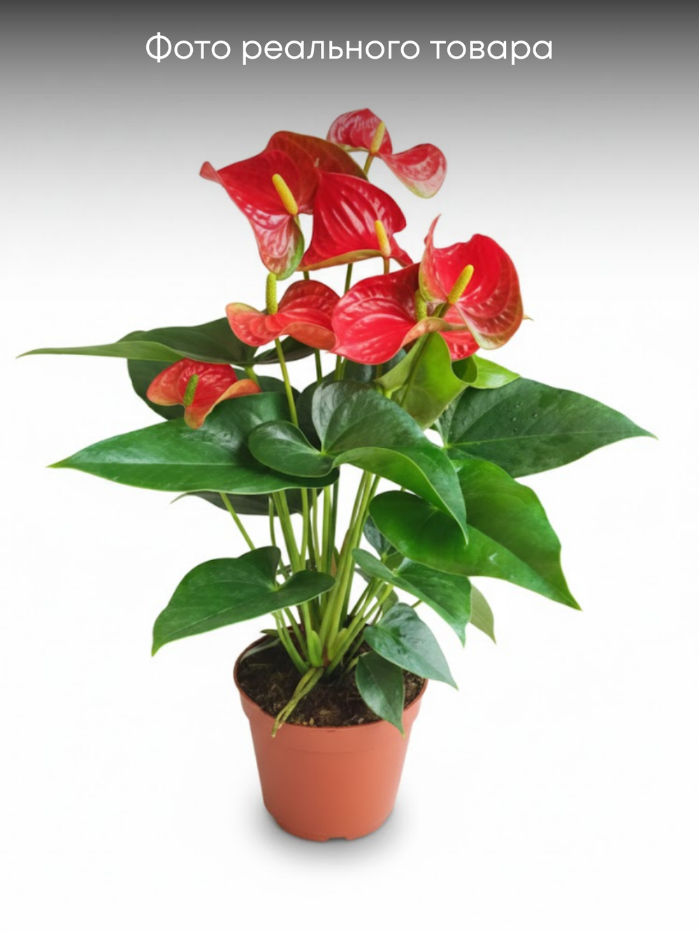 Антуриум Red Spots д.15
