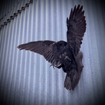 Чучело ворона