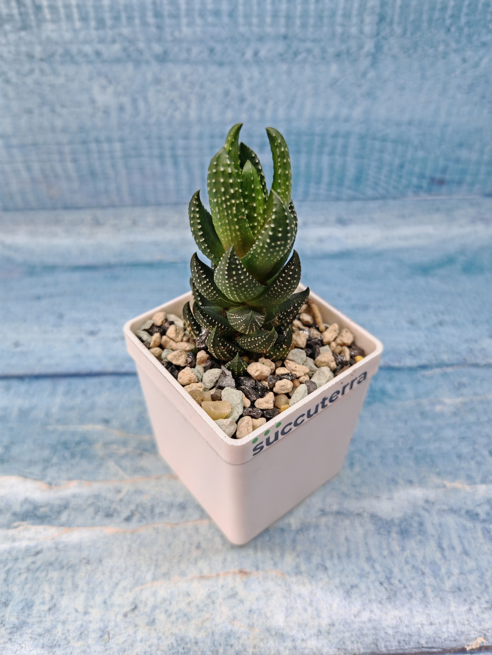 Haworthia Reinwardtii (Хавортия)