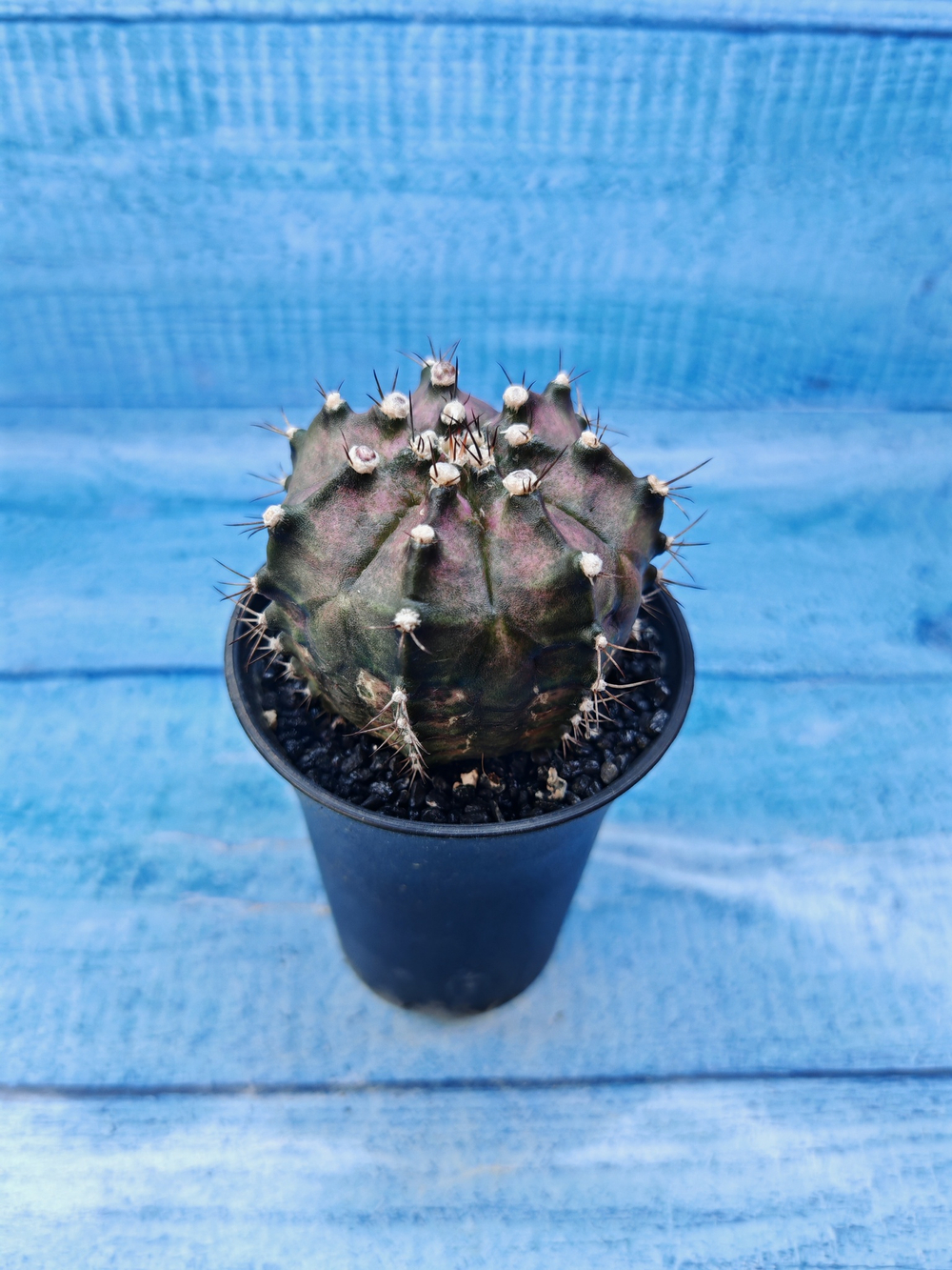 Gymnocalycium T-Rex Pink hybride (Гимнокалициум T-rex)