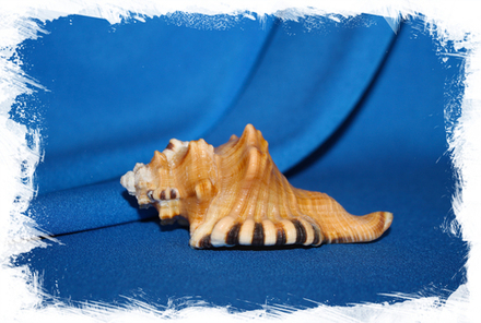 Циматиум перри (Cymatium perryi) 11 см., 1шт.