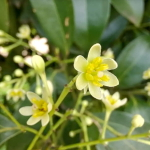 Коричник цейлонский – Cinamomum verum