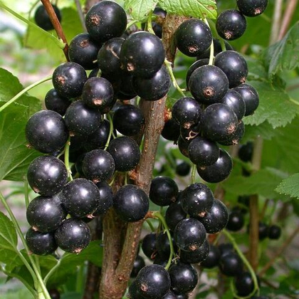 Смородина черная Дачница