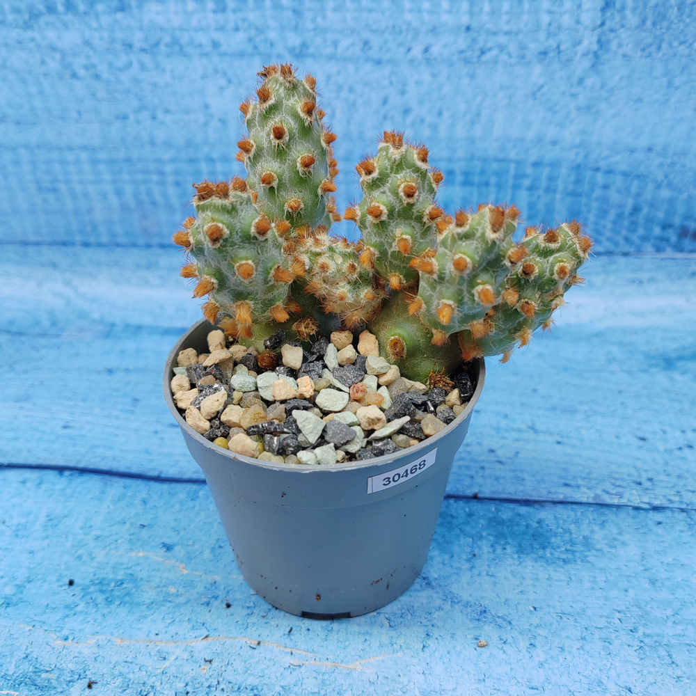 Tephrocactus Molinensis Red Glochids (Тефрокактус)