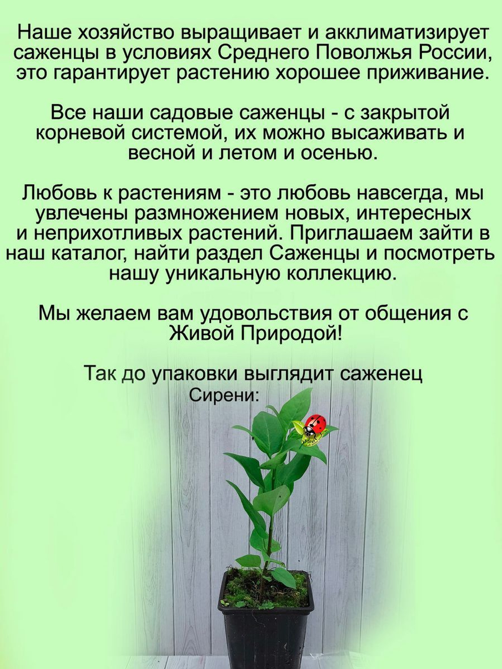 Сирень Кончаловский переливчатая махровая